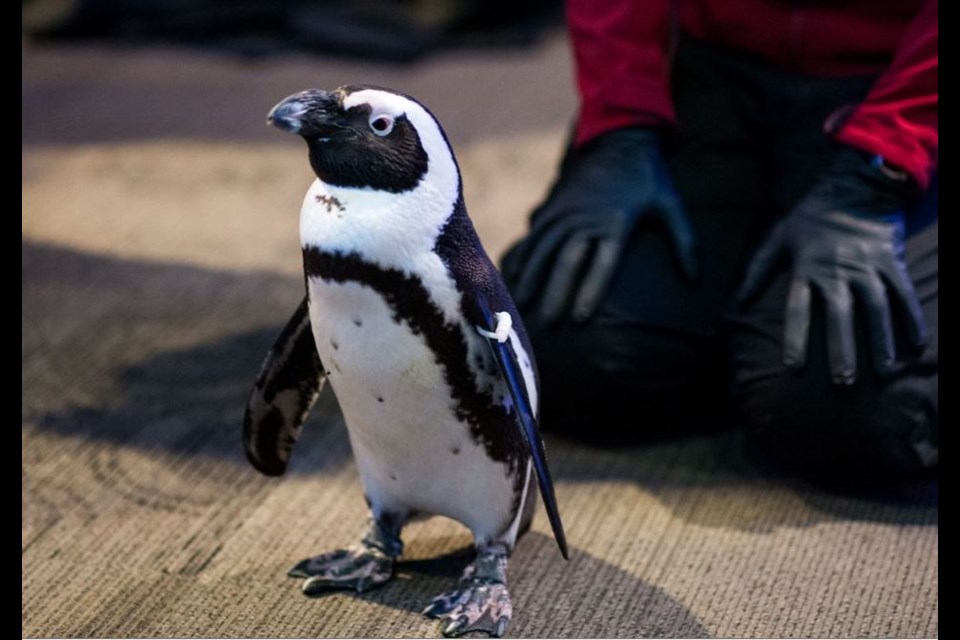 Arguably the cutest guest at Toast to the Coast benefit was Hope, the African penguin, who made an appearance at the 鶹ýӳAquarium hootenanny.