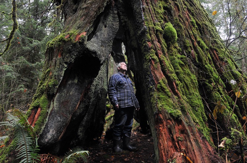 Giant stump