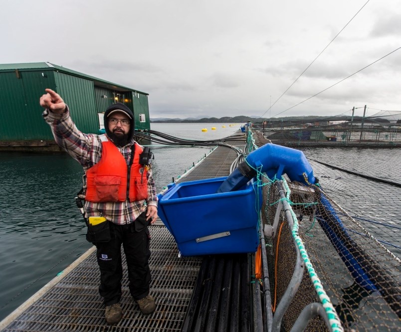 B.C. fish farms: a tangled net - Vancouver Is Awesome