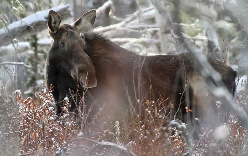 feeding-ungulates.04_132018.jpg