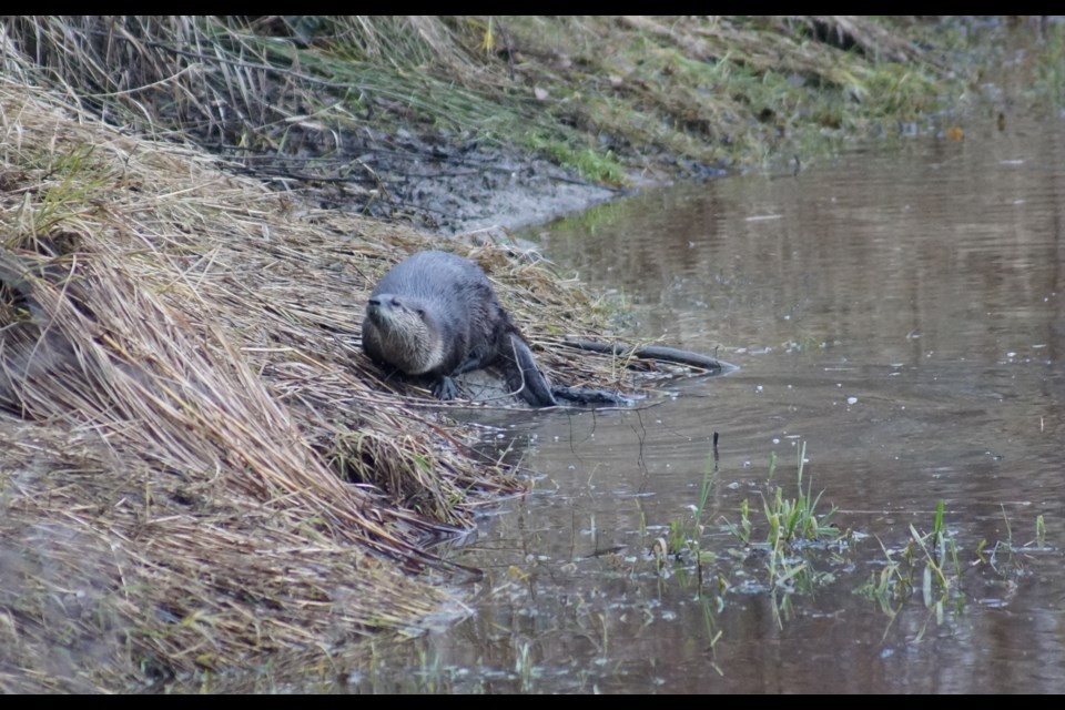 One of three river otters found in Garden City Community Park in December, 2017.