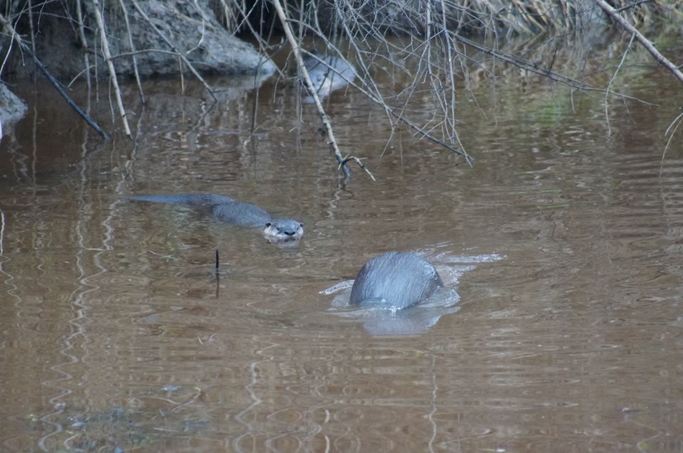 otters