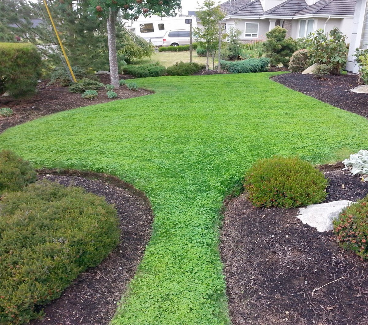 Helen Chesnut: Eco friendly micro clover lawns can attract deer