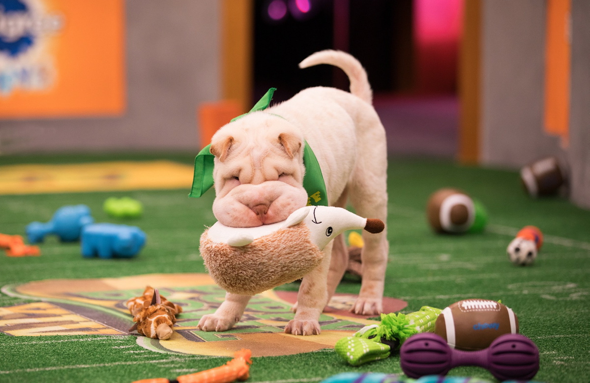 Small Screen: Puppy Bowl — from novelty to must-see event - Victoria Times  Colonist