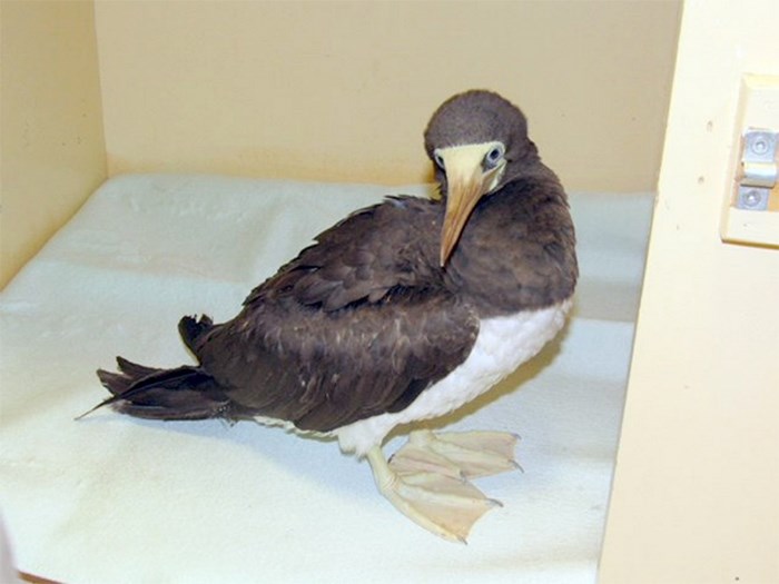 Brown booby