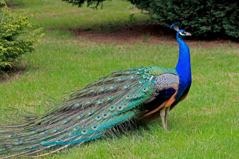 0130-peacock.jpg