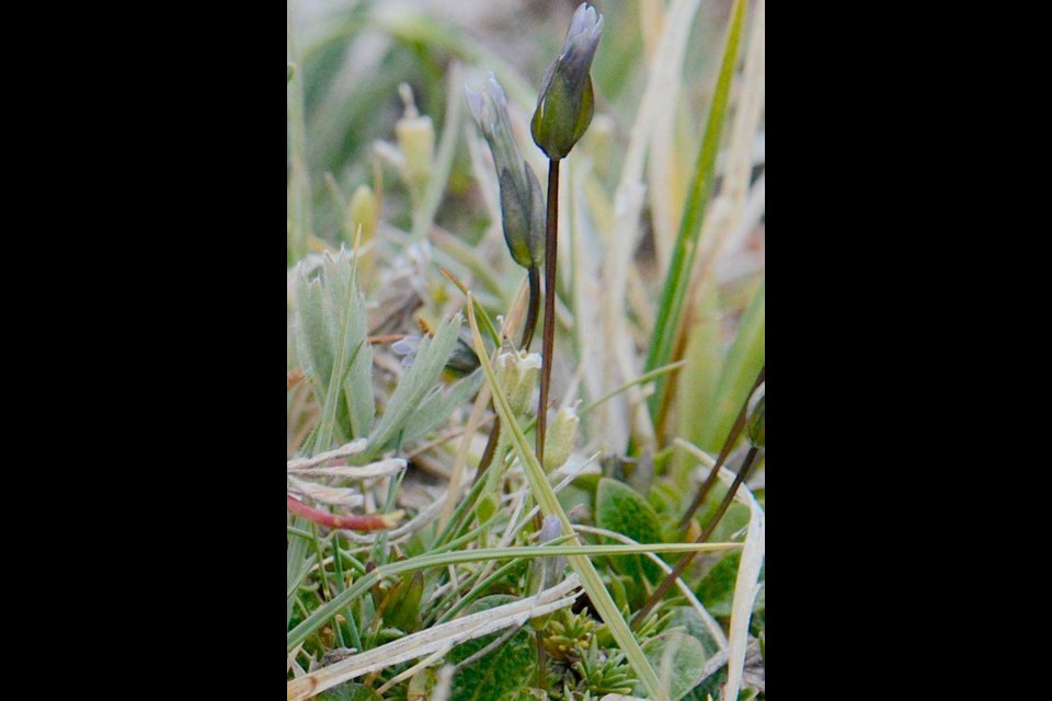 Slender gentian migrated from Asia some time over the past two million years.