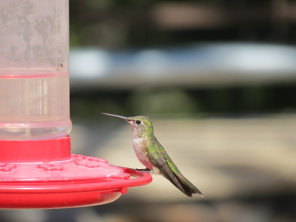 'Backyard bird garden' nests in Van Dusen - Richmond News