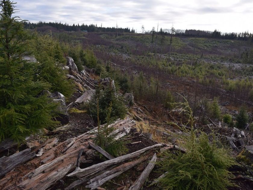 Nature Conservancy to restore two heavily logged sites in Haida Gwaii ...