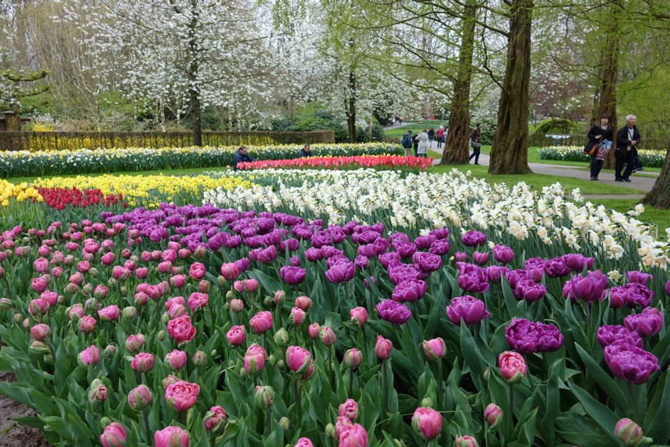 D7-0317-tulips.jpg