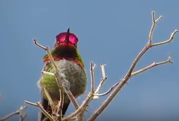 Anna's hummingbird