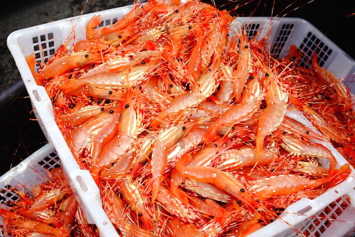 Spot prawns