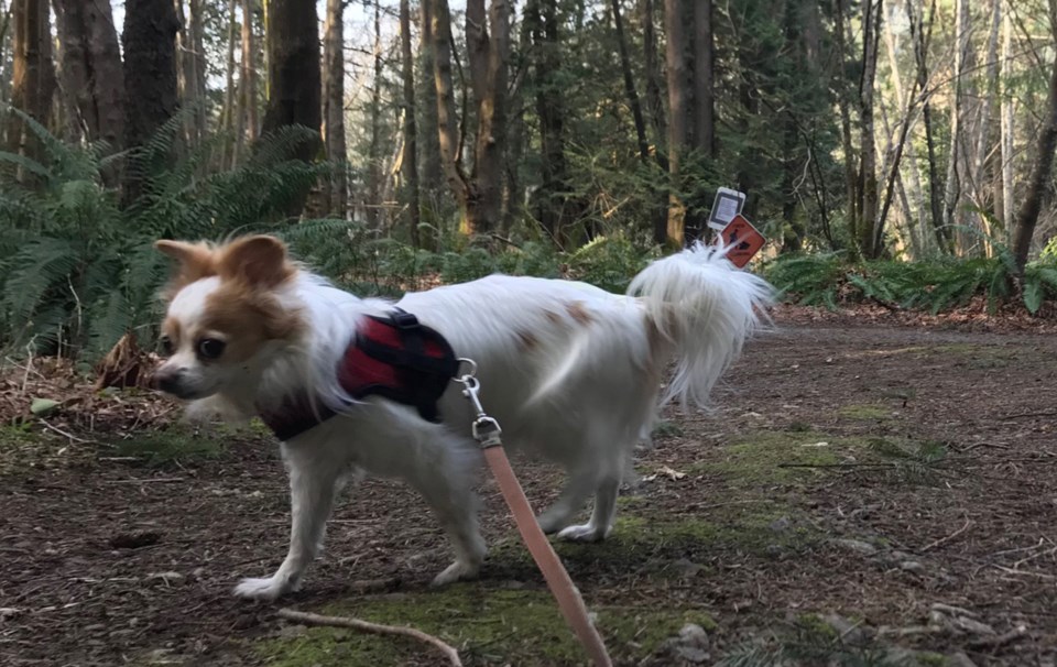 Lola a Bowen Island dog walking on leash