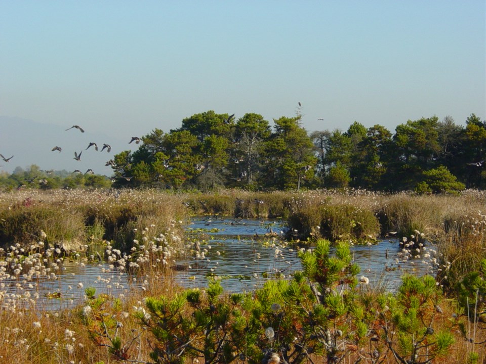 burns bog 4