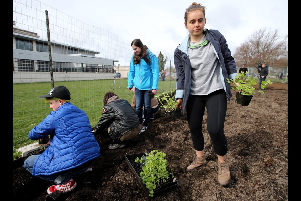 Grade 12 student Eden Murray helps to plant pea shoots in the garden area at Victoria High School. Students and staff at Vic High celebrated the grand opening of the school&Otilde;s expanded "learning farm" last week. Volunteers enlarged the plot on the Gladstone Avenue side of the school to 45 metres by 15 metres. The farm, which was started in September 2015, will grow produce for both the school and people living nearby. It has already been supplying Vic High's lunch program and salad bar.