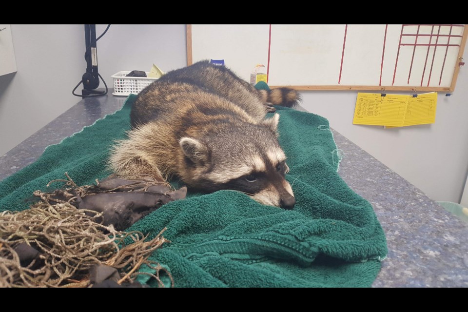 A raccoon that had its paw caught in a trap in Burnaby has been euthanized.