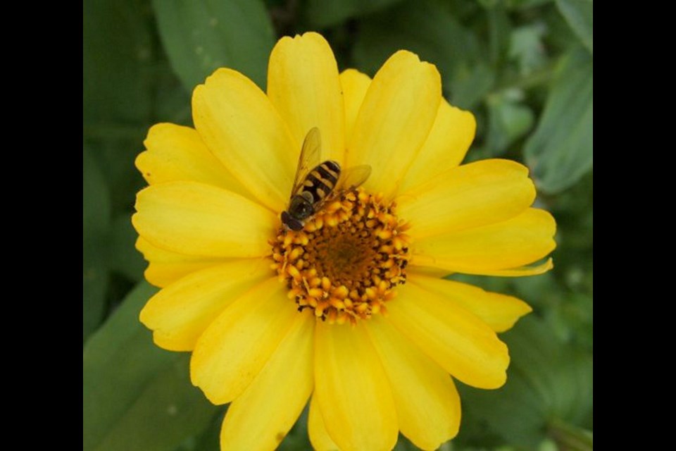 Pests attracted by trap crops in turn attract pest predators, such as this hover fly gathering food from a zinnia. Nasturtiums are useful for attracting pests such as aphids and cabbage butterflies away from plants to be protected. Here, a larva of a cabbage butterfly has found good munching on a nasturtium leaf.