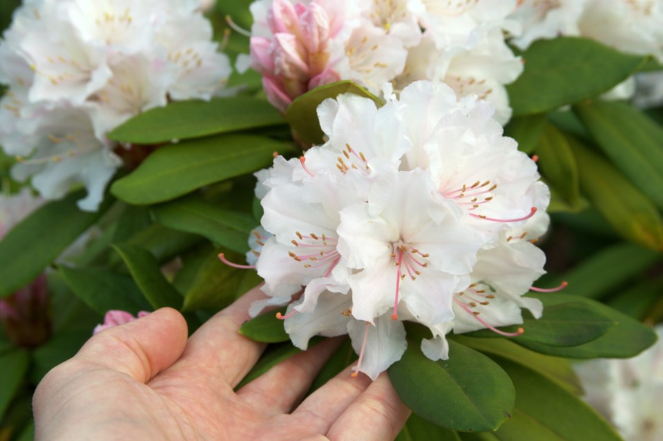 rhododendron