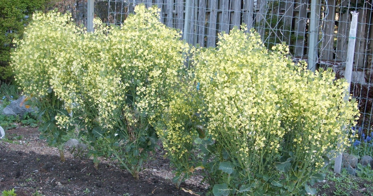 broccoli plant flowering