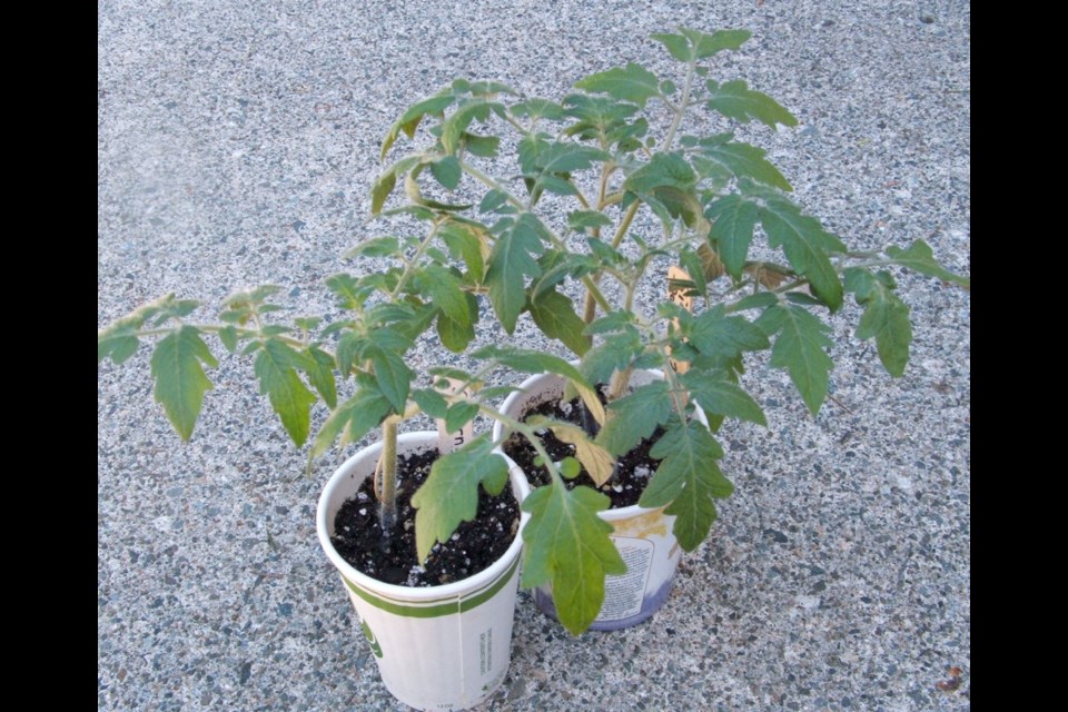 When overnight temperatures remain above 10 C and the weather has settled into a pattern of warmth, tomatoes can be transplanted into the open garden.