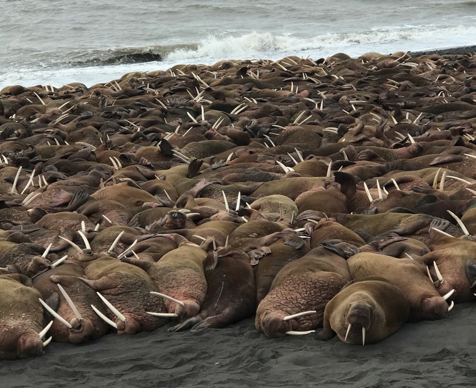 Alaska Walruses045684.jpg