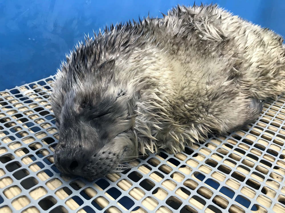 Emerald is the Vancouver Aquarium's first seal pup patient ...