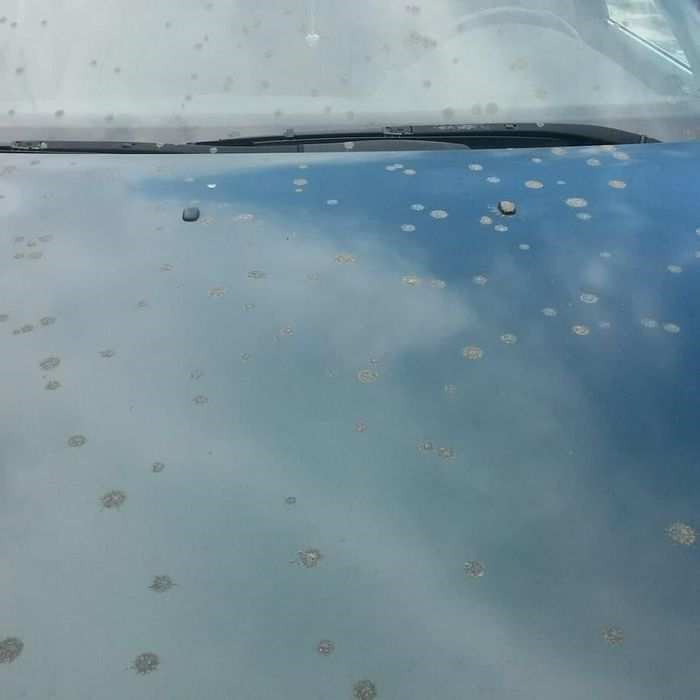 Photo - feces on car