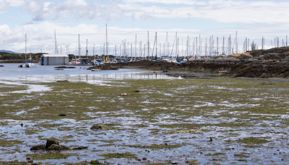 The lowdown on the capital’s low tides Victoria Times Colonist