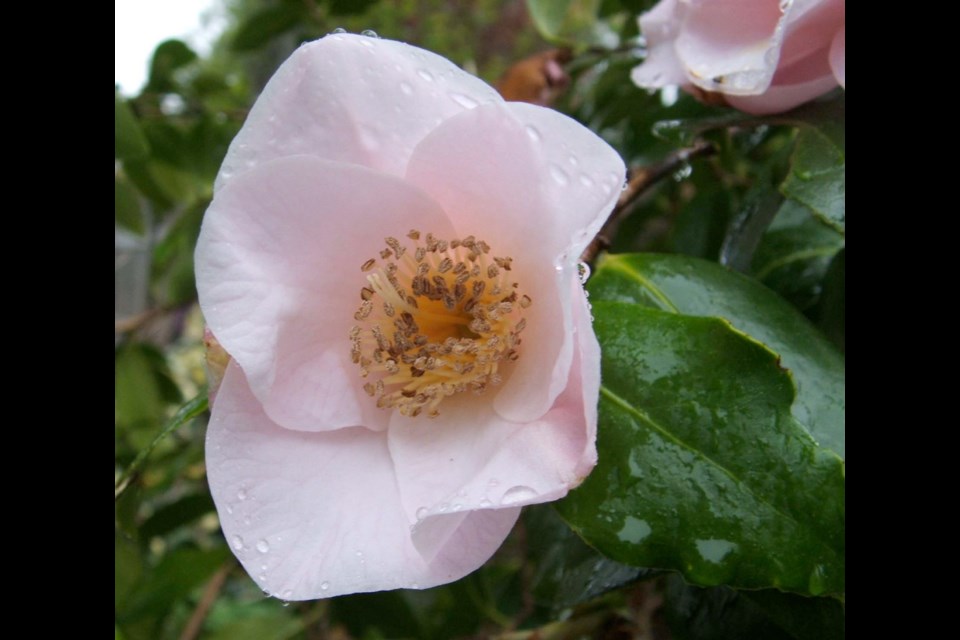 A mystery seed produced a small camellia that produces single pink flowers, charming in their simplicity.