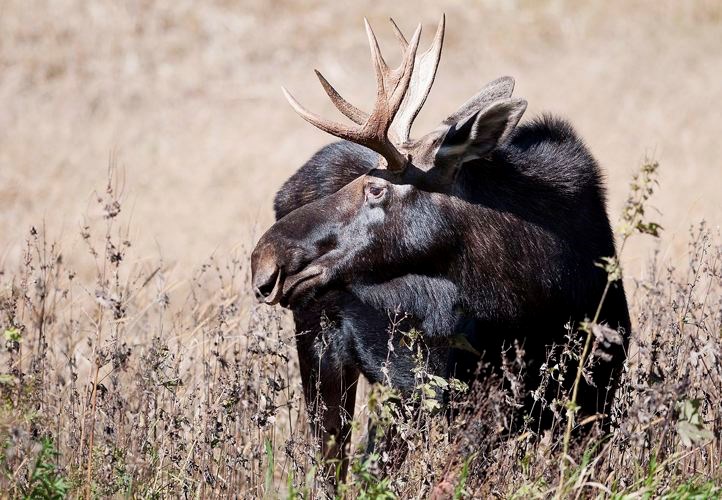 moose-follow.29-_6282018.jpg