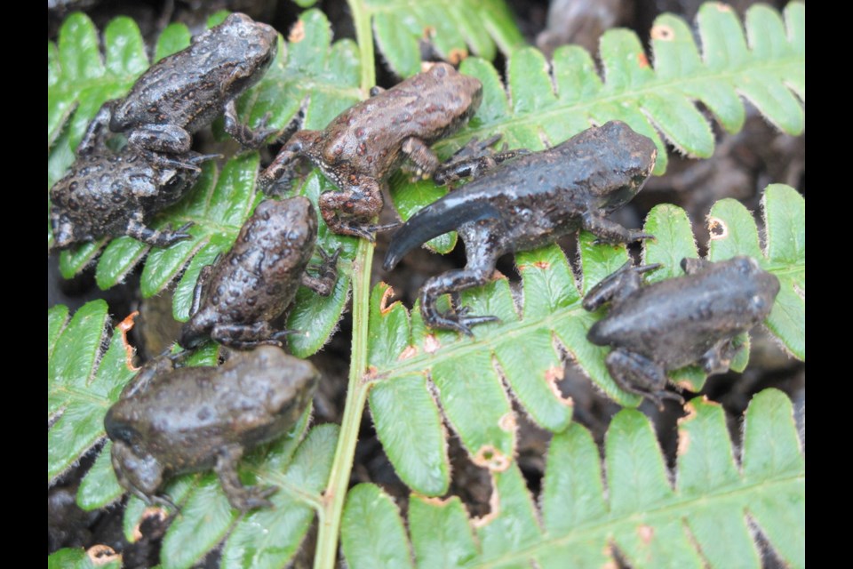 The western toad is considered a species of special concern in saʴý, and has a wide distribution in western North America.