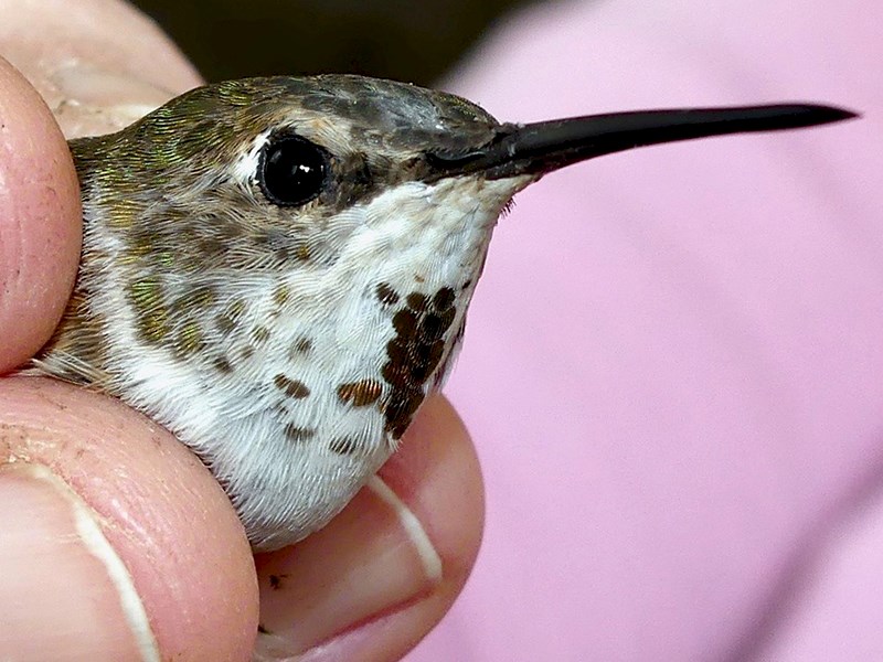 Powell River Orphaned Wildlife Society