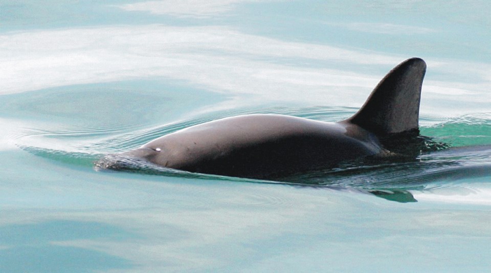 Endangered Porpoises002292.jpg