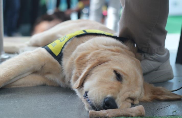 One tired PADS pup in training. Photo: Alyse Kotyk