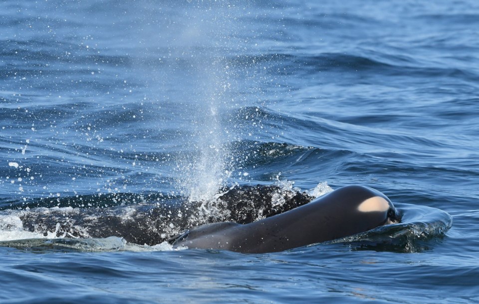 Endangered Orcas230092.jpg