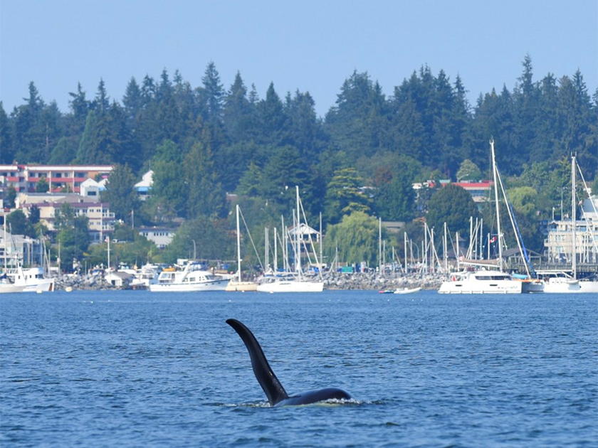 Hundreds watch from shore as killer whale puts on jumping show in Comox ...