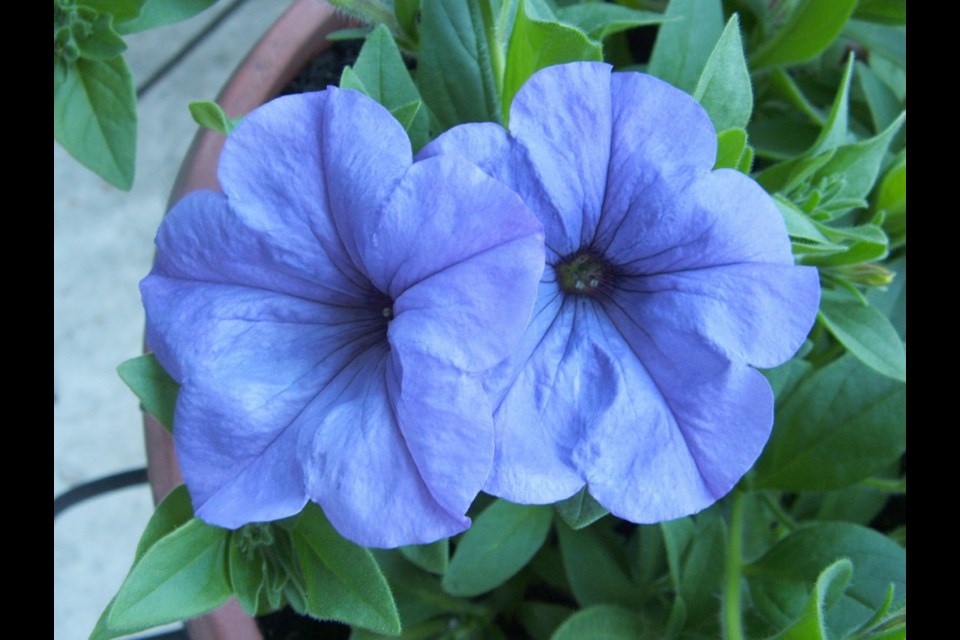 A new petunia variety called Evening Scentsation has deep indigo blue flowers with a pronounced fragrance.