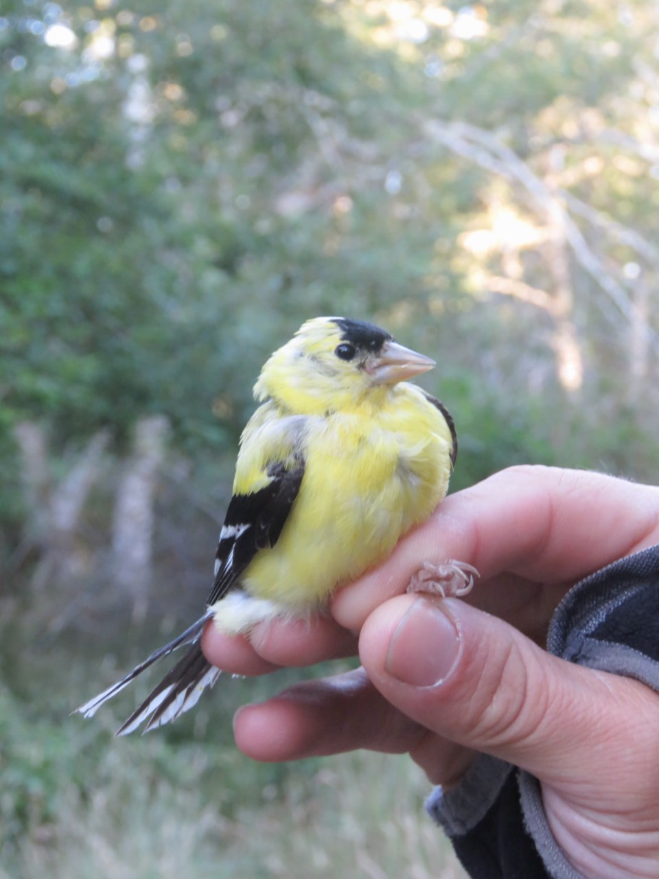 american goldfinch002953.jpg