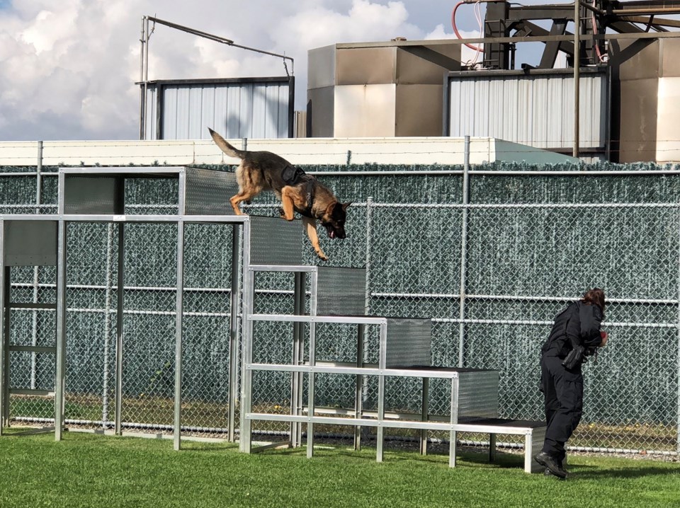 police dog