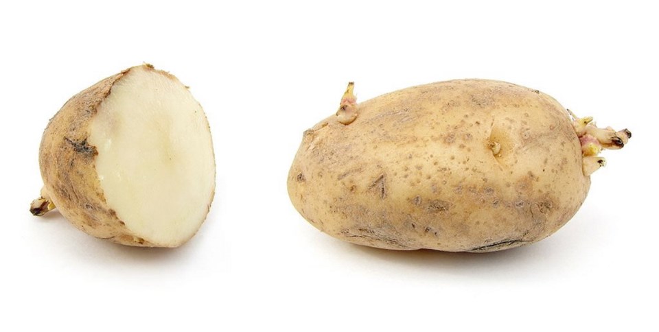 potato004539.jpg