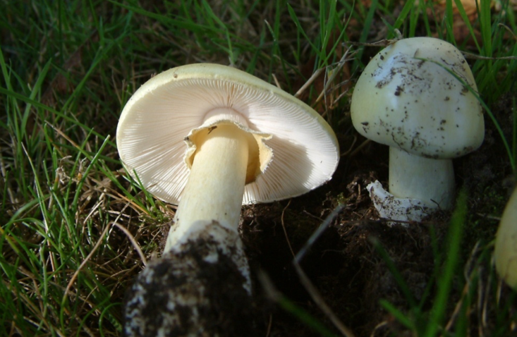 Amanita phalloides