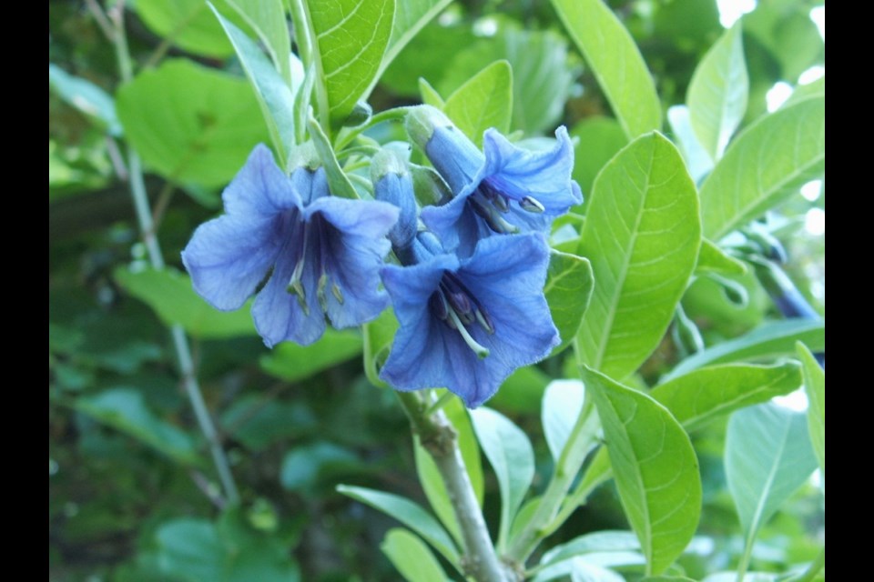 An example of horticultural adventuring is Acnistus australis (Chiltern Seeds), a South American shrub with dangling, trumpet shaped blooms. Australis means &Ograve;of the Southern Hemisphere.&Oacute;