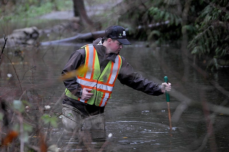 MARIO BARTEL/THE TRI-CITY NEWS
Adrian Nelson, of the Fur Bearers, checks the depth of the water in the beaver pond that has formed behind Port Moody city hall.