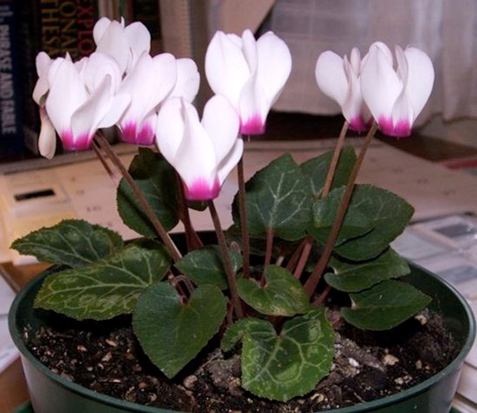 C7-1226-chesnut-Cyclamen.jpg