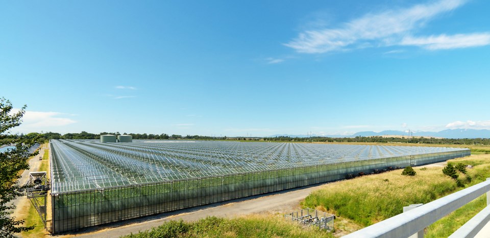 delta cannabis greenhouse