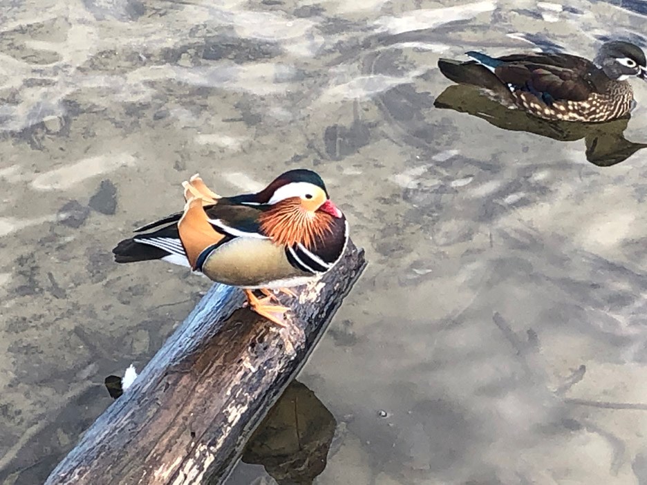 mandarin duck