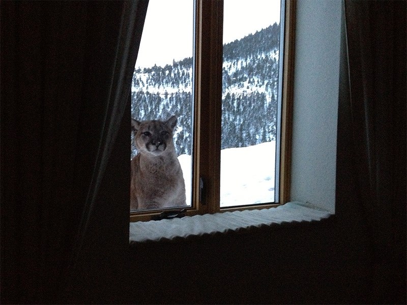 Cougar in window