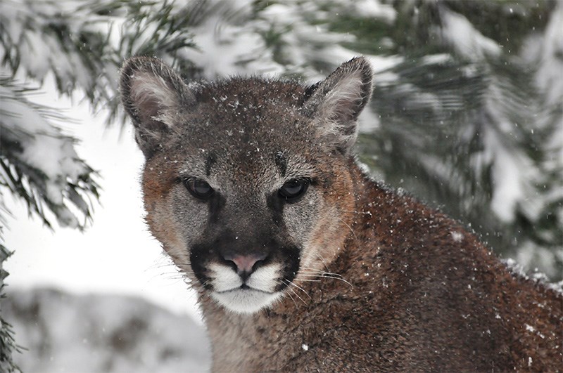 Cougar in snow