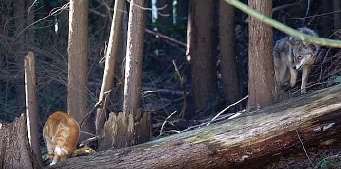 A Lynn Valley neighbourhood cat stares down a coyote in North Vancouver.