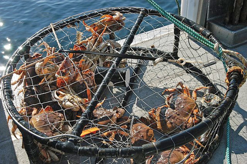 Scotty Hook Closure Crab Trap - 660S